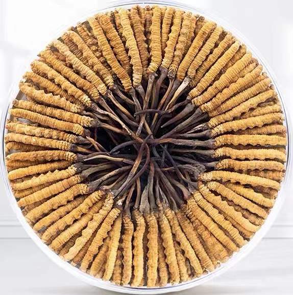 和田冬虫夏草回收